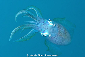 Squid, 105mm by Henrik Gram Rasmussen 